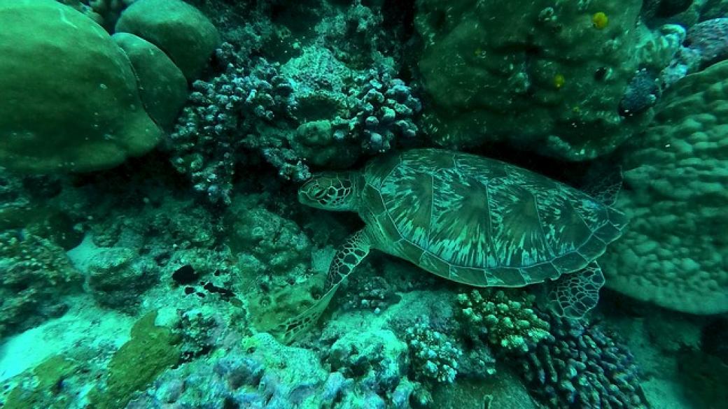 Луксозен хотел на Малдивите търси стажант, който да се грижи за костенурките