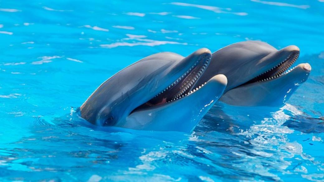 Нова Зеландия забрани плуването с делфини