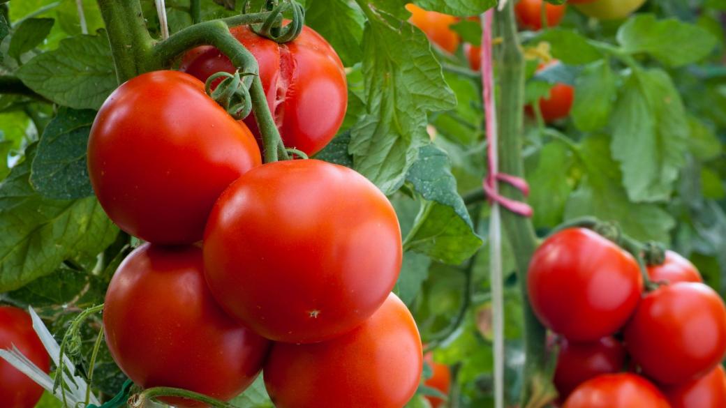 Турция преждевременно махна забраната за износ на домати