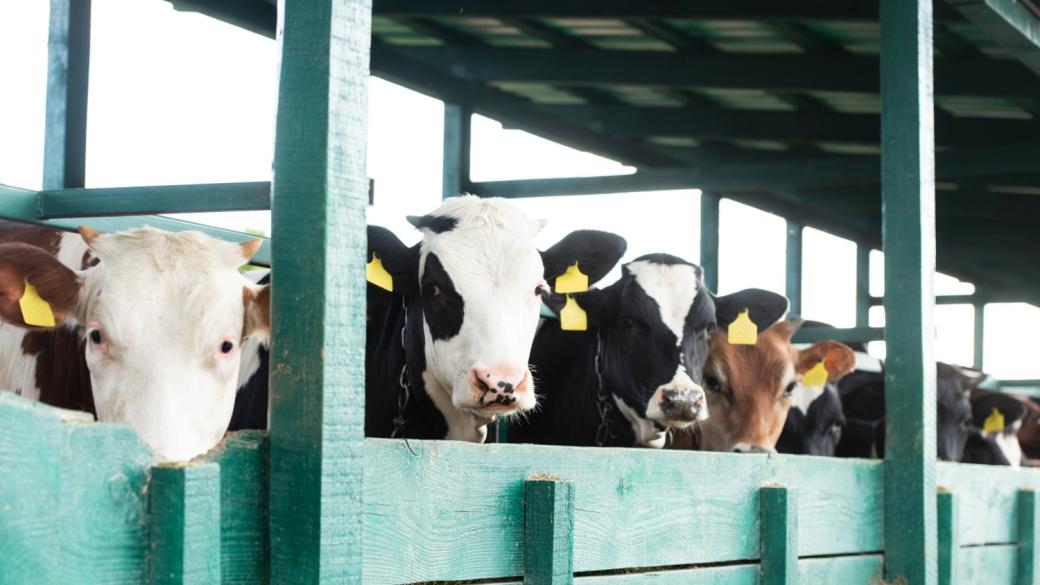 Канадски фермери вече отглеждат благоприятни за климата крави