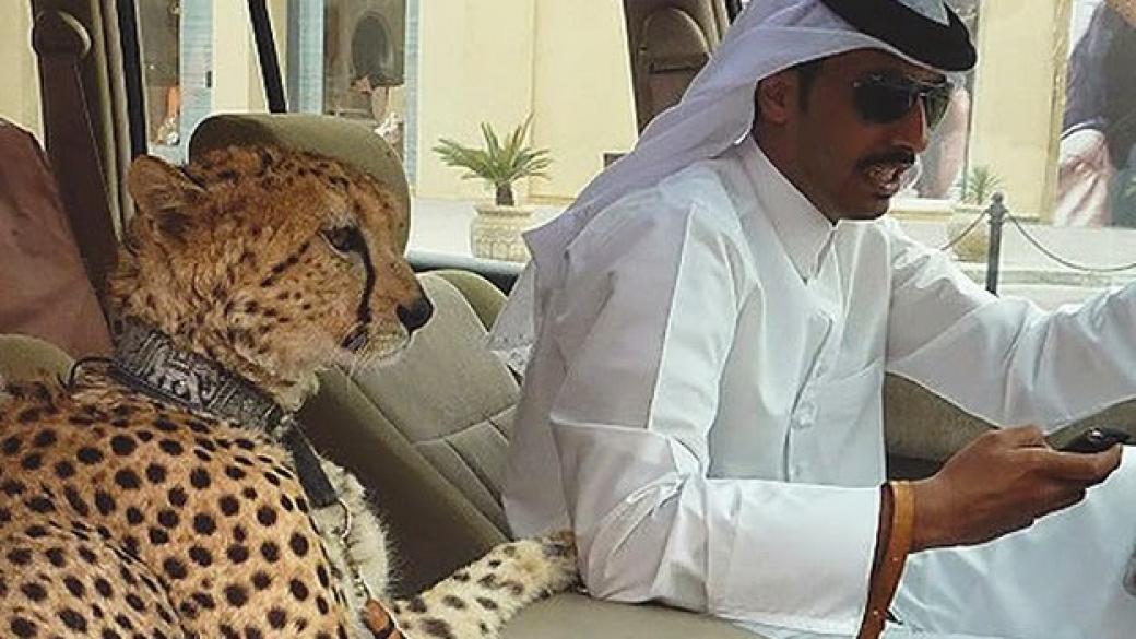 13 неща, които може да видите всеки ден в Дубай