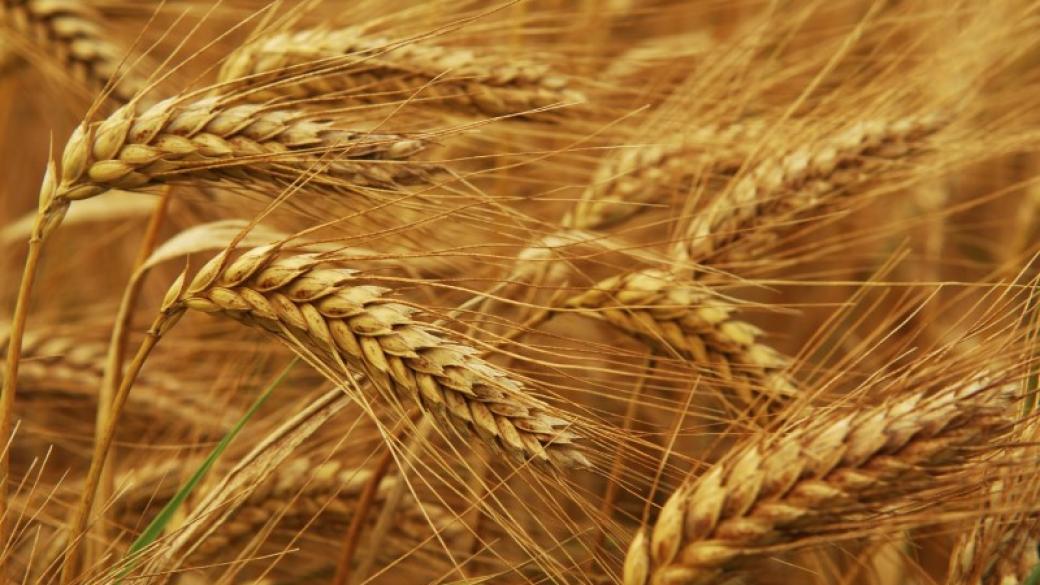 Предвижда се поскъпване на пшеницата на световните пазари