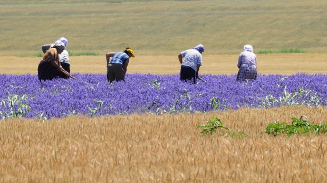 Започна приемът по мярката за млади фермери по ПРСР