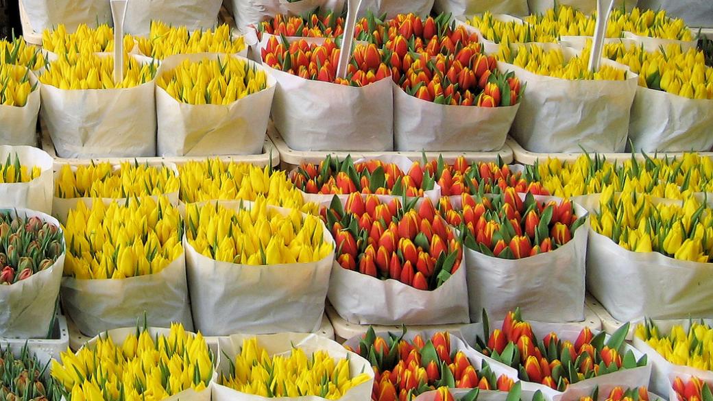 Русия забрани доставки на цветя от Холандия