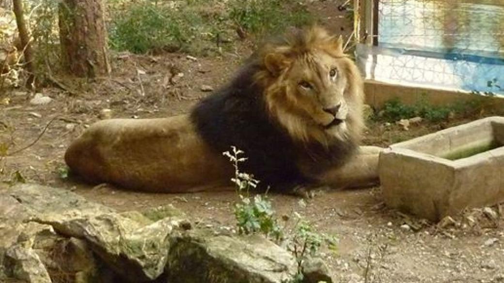 Последните циркови лъвове у нас пътуват за Африка