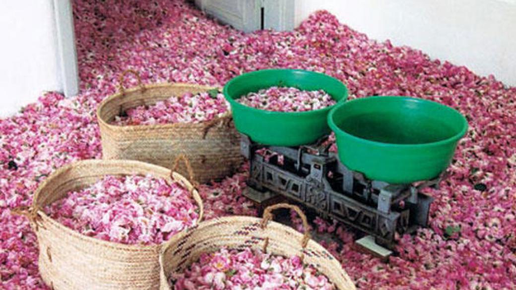 Розовото масло влиза в състава на световни билкови продукти