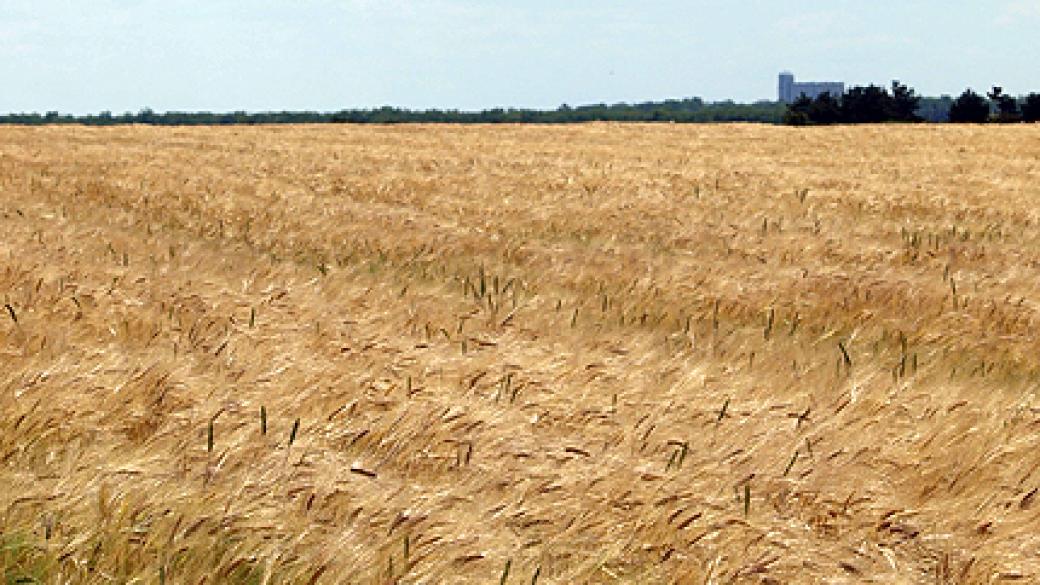 Сеем все повече вносни сортове пшеница