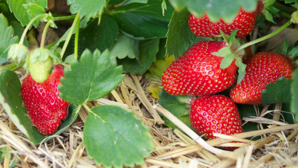 Търсят 350 жени за бране на ягоди в Испания