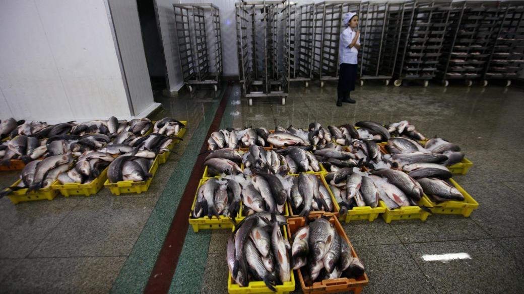 Brexit ще повлияе и на световната търговия с риба