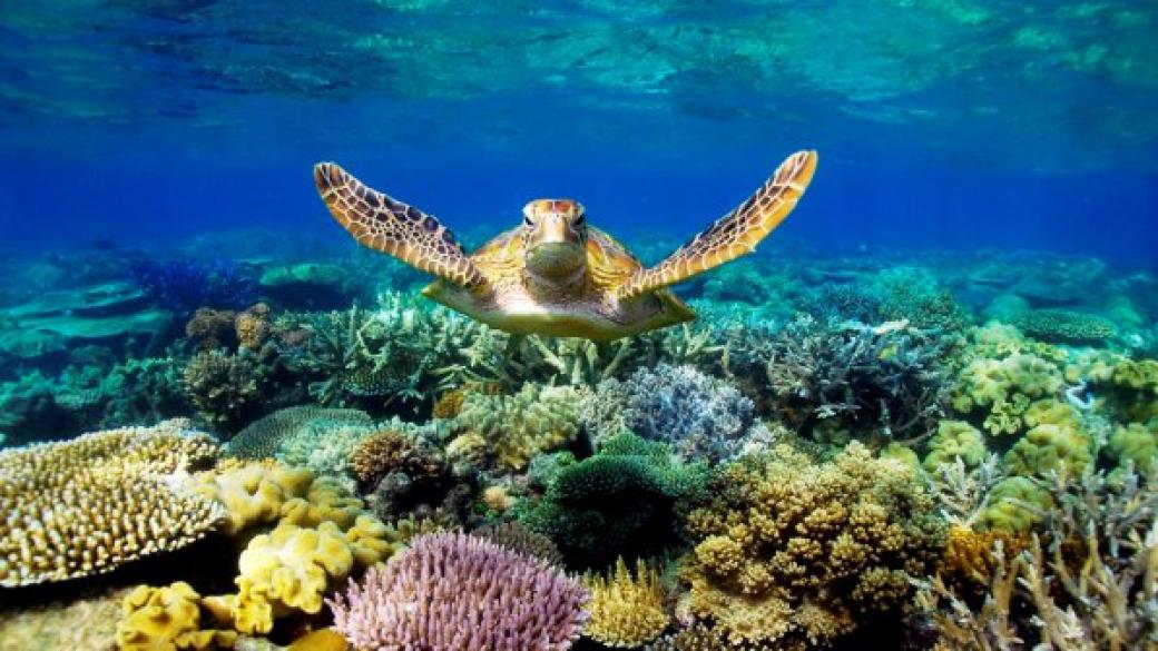 Учени: Големият бариерен риф е мъртъв