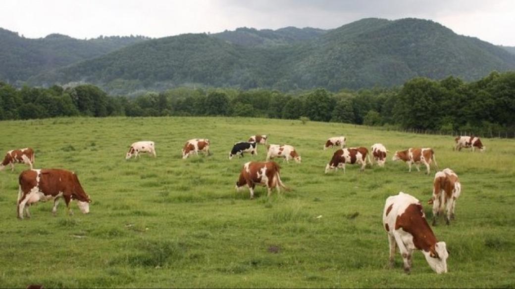 ДФЗ изплати 38 млн. лева субсидии за сектор животновъдство