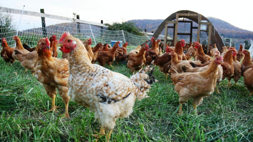Фонд „Земеделие“ преведе 9.1 млн. лв. за хуманно отношение към птиците