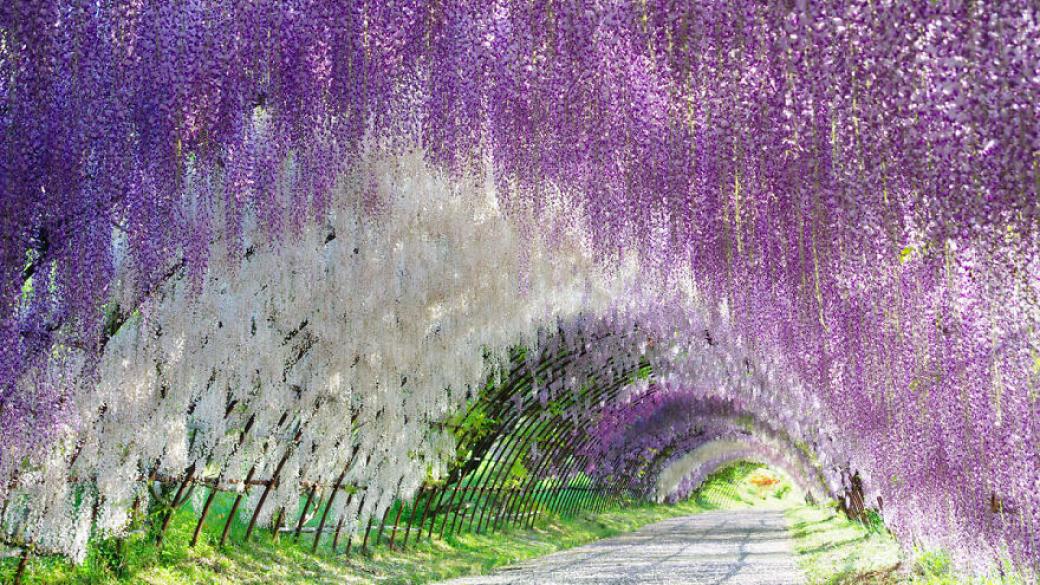 Магическата цветна пролет в Япония