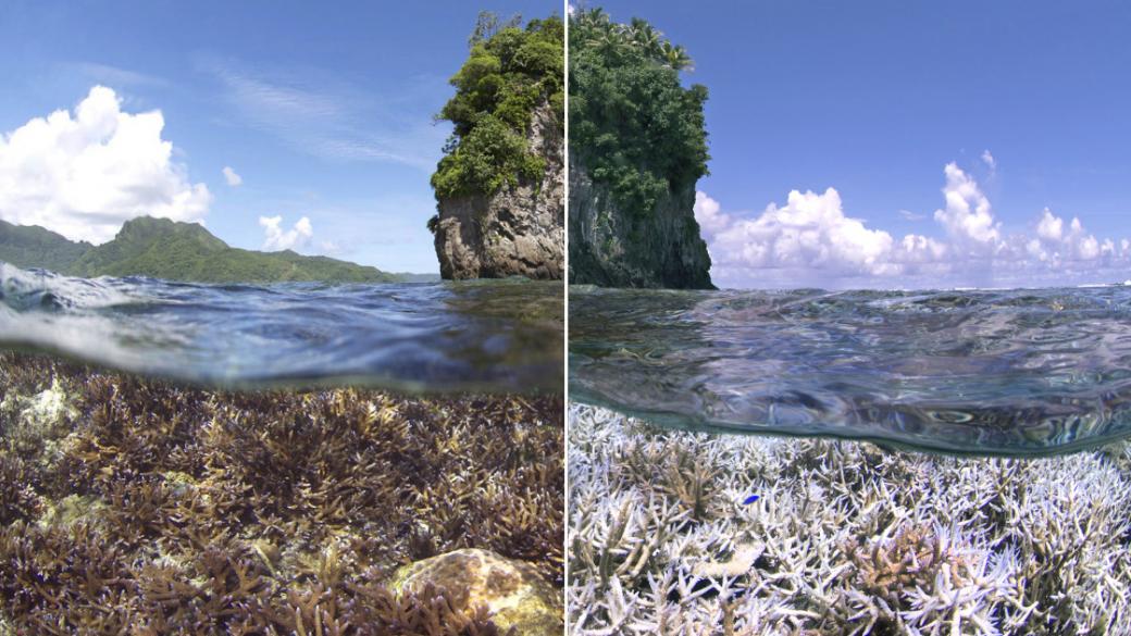 2/3 от коралите в Големия бариерен риф са опустошени