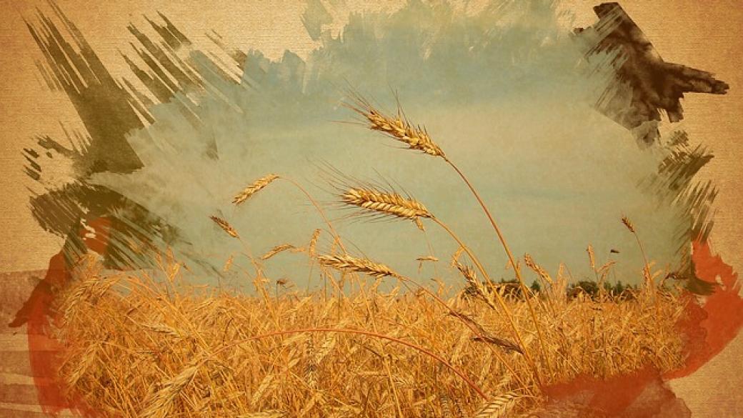 Рекордна реколта от пшеница тази година