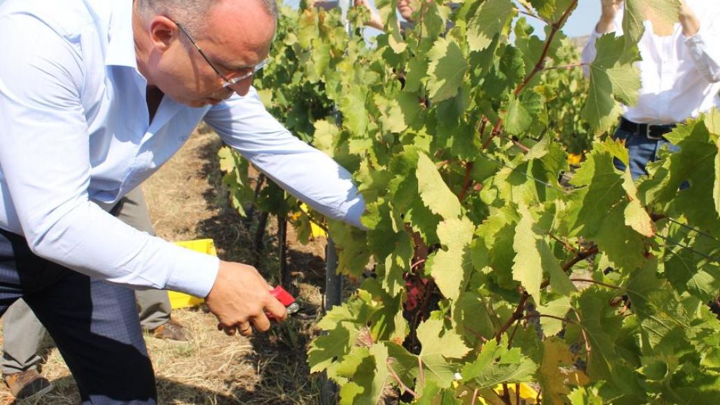 200 000 тона грозде отиват за вино тази година