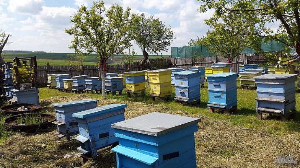 До края на 2018 г. пчеларите ще получат 2.4 млн. лв. по „де минимис“