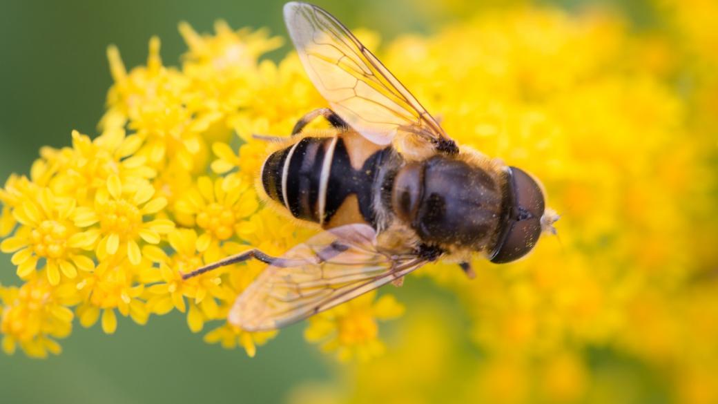 Пчеларите кандидатстват за помощ de minimis от 20 ноември