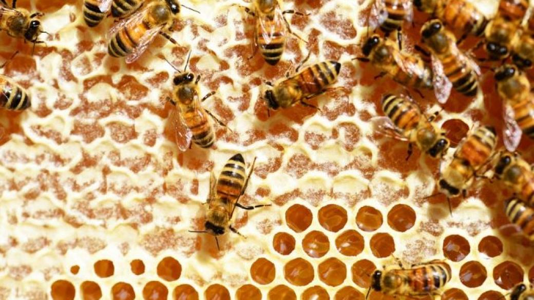 Фонд „Земеделие” запазва лихвата по кредитите за пчеларите