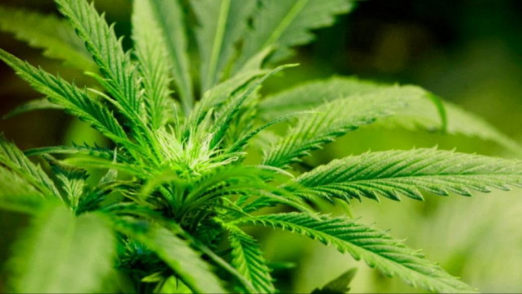 Американският щат Върмонт легализира марихуаната