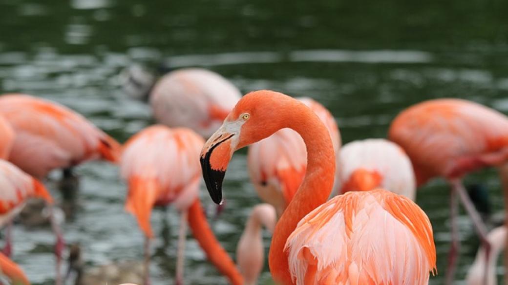 Луксозен курорт на Бахамите си търси директор за.. фламинго