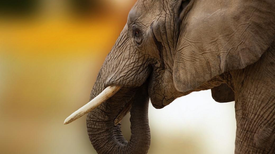 Африкански лидери призовават ЕС да спре търговията със слонова кост