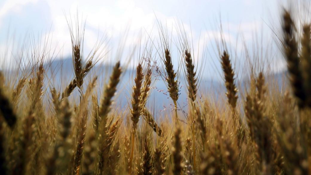 Цената на пшеницата в България е скочила с 35% тази година
