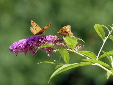 Доклад предупреждава: Насекомите изчезват с бързи темпове