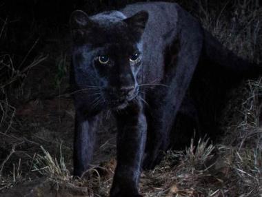 Учени заснеха африканска черна пантера за първи път от 110 години