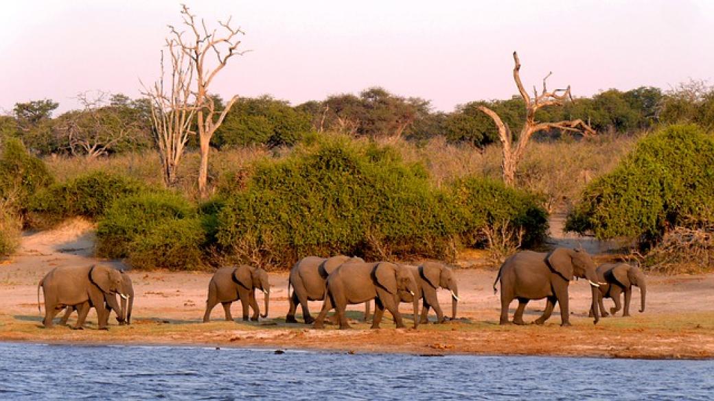 Ботсвана може да разреши лова на слонове
