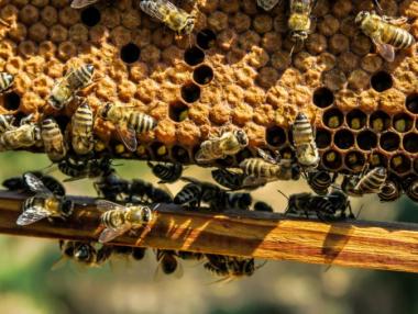 Bees - Barometer of Ecological Imbalance