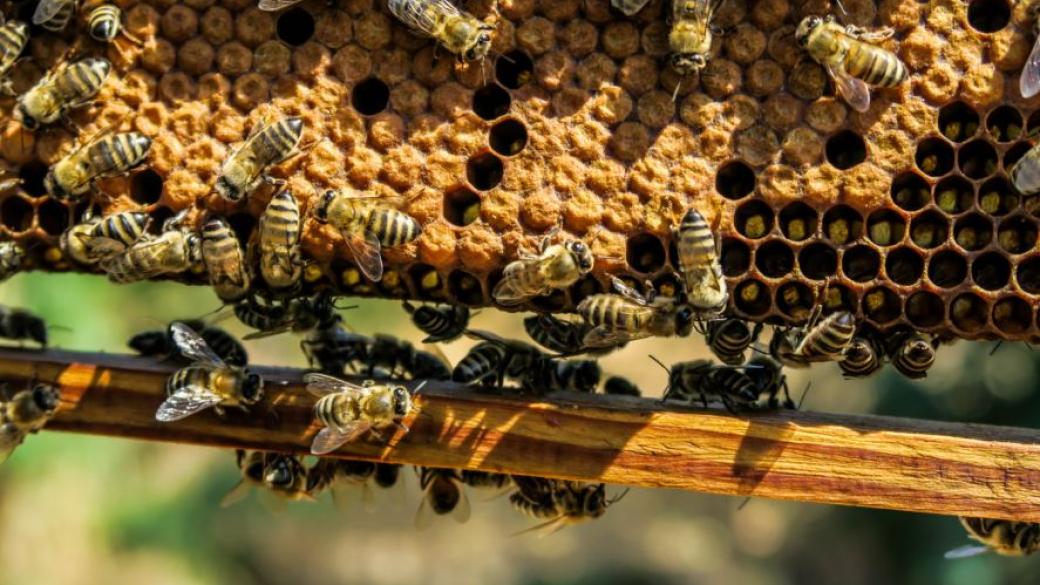 Пчелите - барометър на екологичното неравновесие