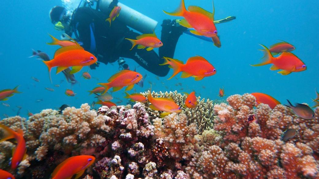 Учени откриха 2.5-километров коралов риф край Италия