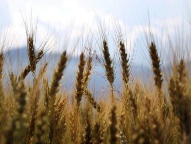 България изнася само суровини?