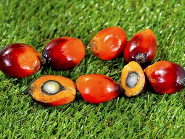 ЕС рискува да започне търговска война с Малайзия заради палмовото масло