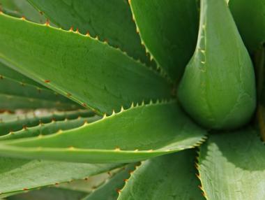 7 ефективни приложения на алое вера