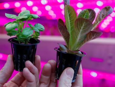 IKEA ще отглежда салата