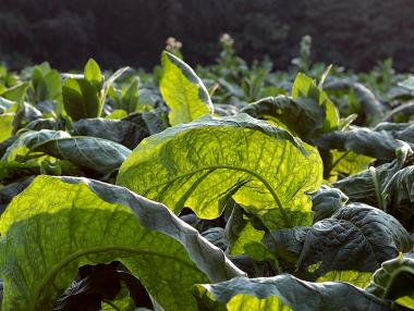 Тютюнопроизводителите ще получат 81 млн. лева за Кампания 2018