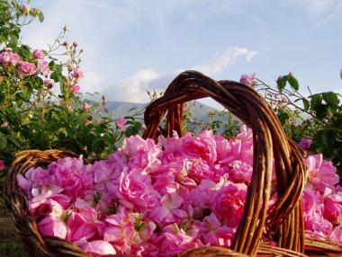 Правителството одобри Закона за маслодайната роза