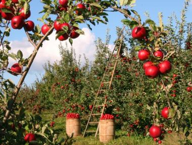 Плодовата реколта е пред провал