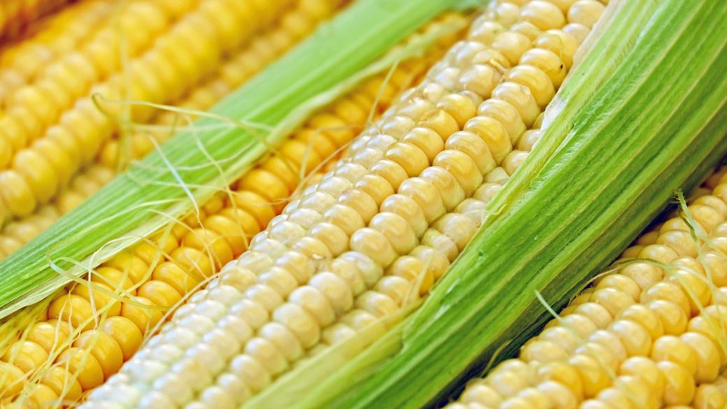 12 любопитни факта за царевицата