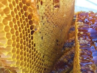 Всички пчелари, кандидатствали за кошери и отводки, ще получат финансиране по НПП