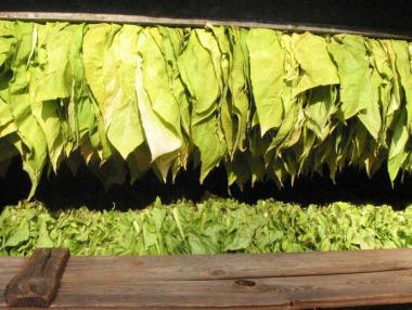 Тютюнопроизводителите получиха над 80 млн. лв. за Кампания 2018