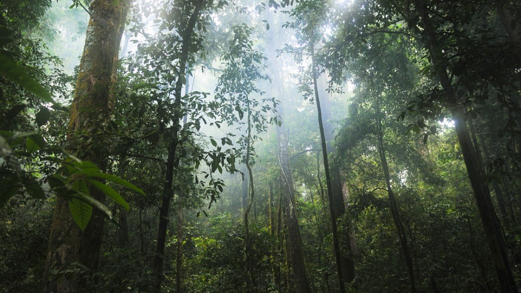 12 млн. хектара тропически гори са унищожени през 2018 г.