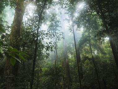 12 млн. хектара тропически гори са унищожени през 2018 г.