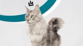 Котките ли са новите инфлуенсъри?