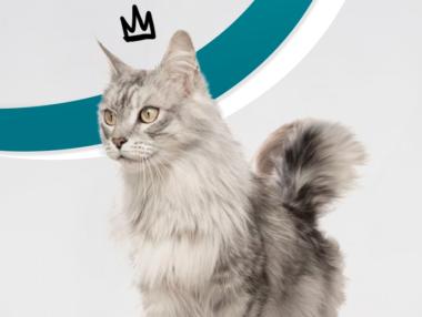 Котките ли са новите инфлуенсъри?