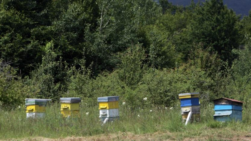 Заявленията по програмата за пчеларство се подават до 15 август
