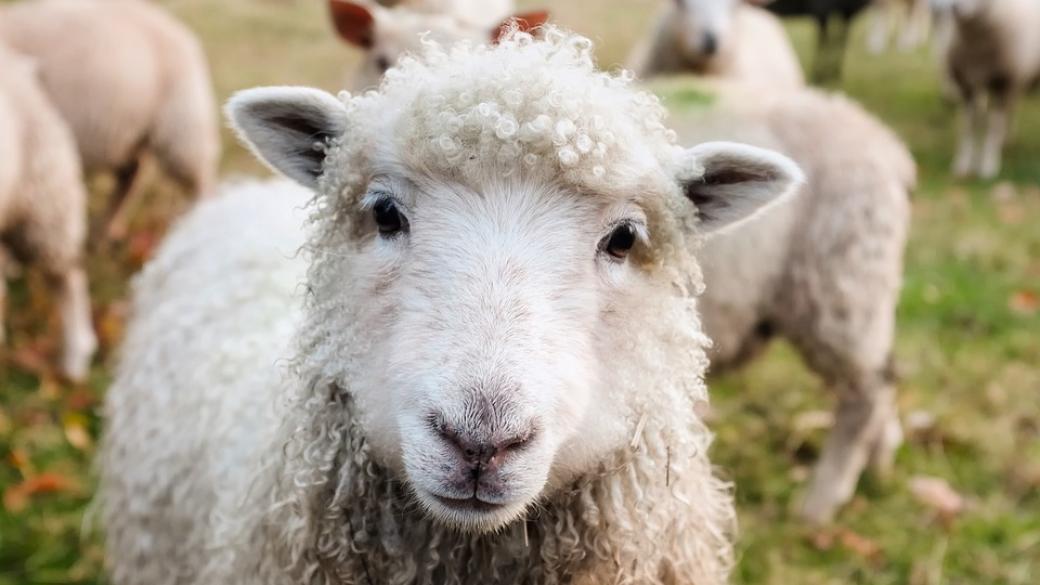 ЕК е одобрила три нови държавни помощи за овцевъдите