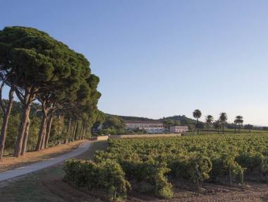 Собственикът на Dom Perignon купува първата си изба за розе